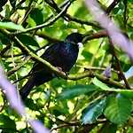 Birdsong Devonport