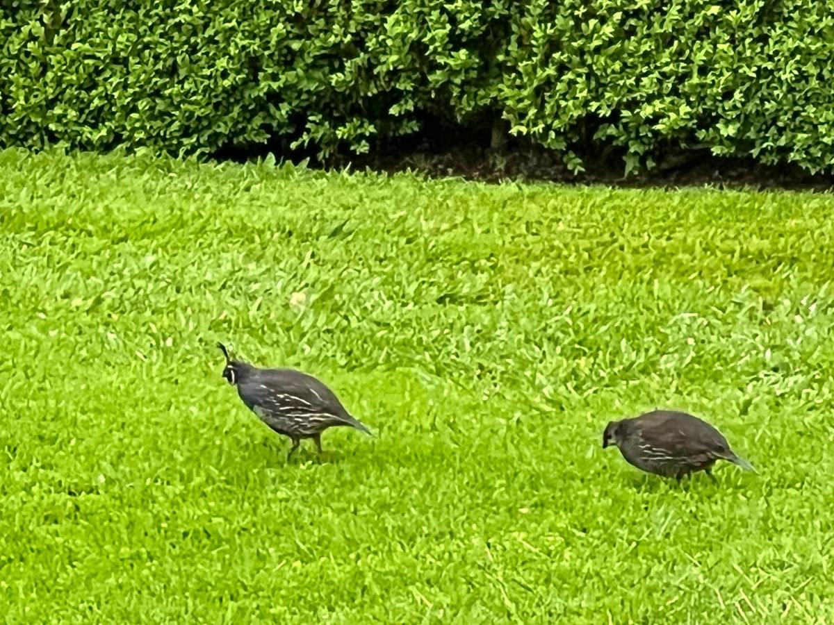 Quail 5* Auckland