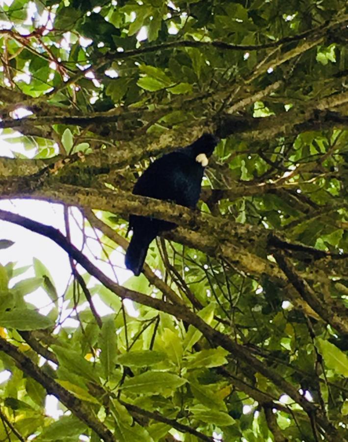 Homestay Dove