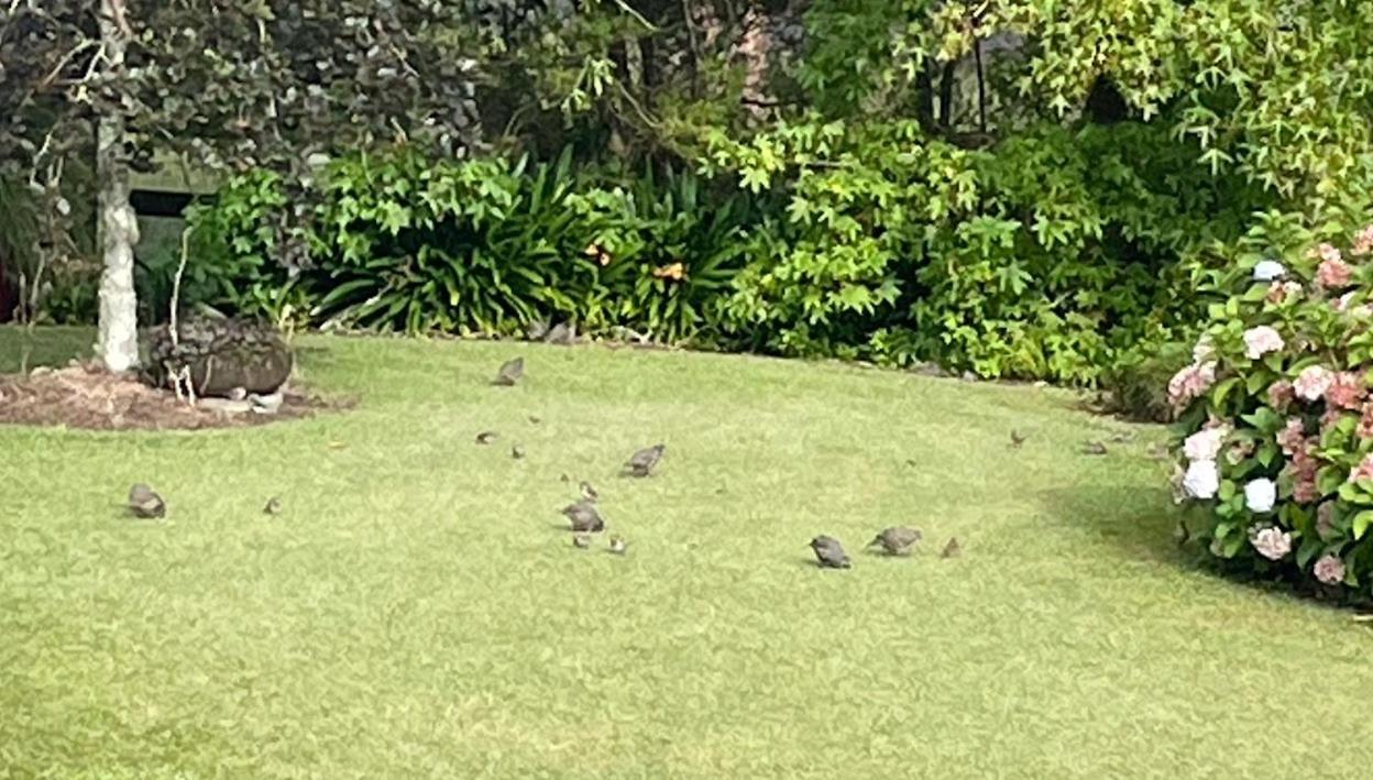 Maddisons Garden Guest - Coatesville Auckland