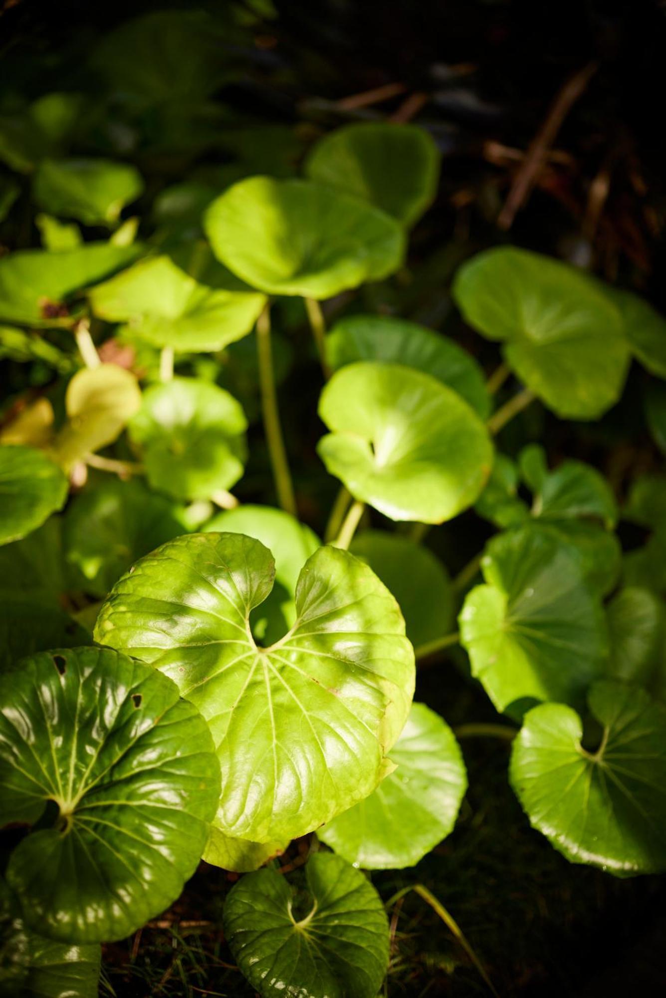 Emerald 4* Auckland