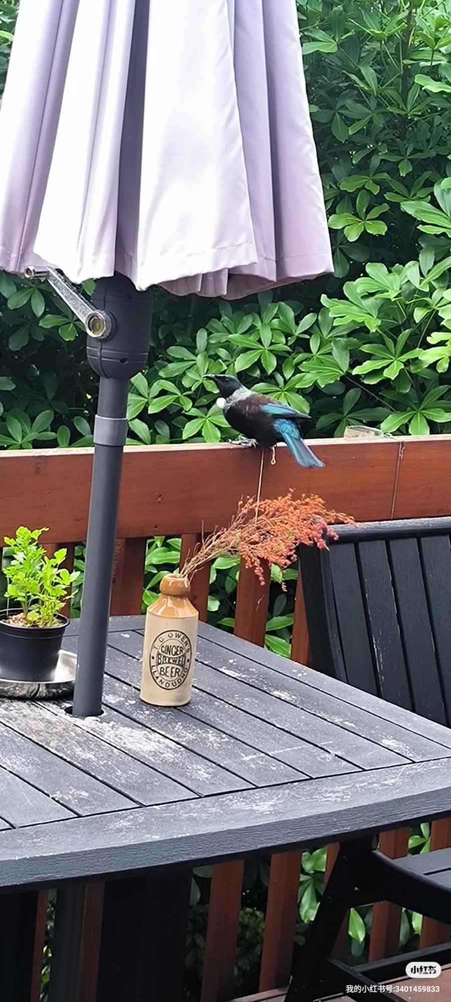 Birdsong Hideaway Two-bedroom In Browns Bay Homestay Auckland