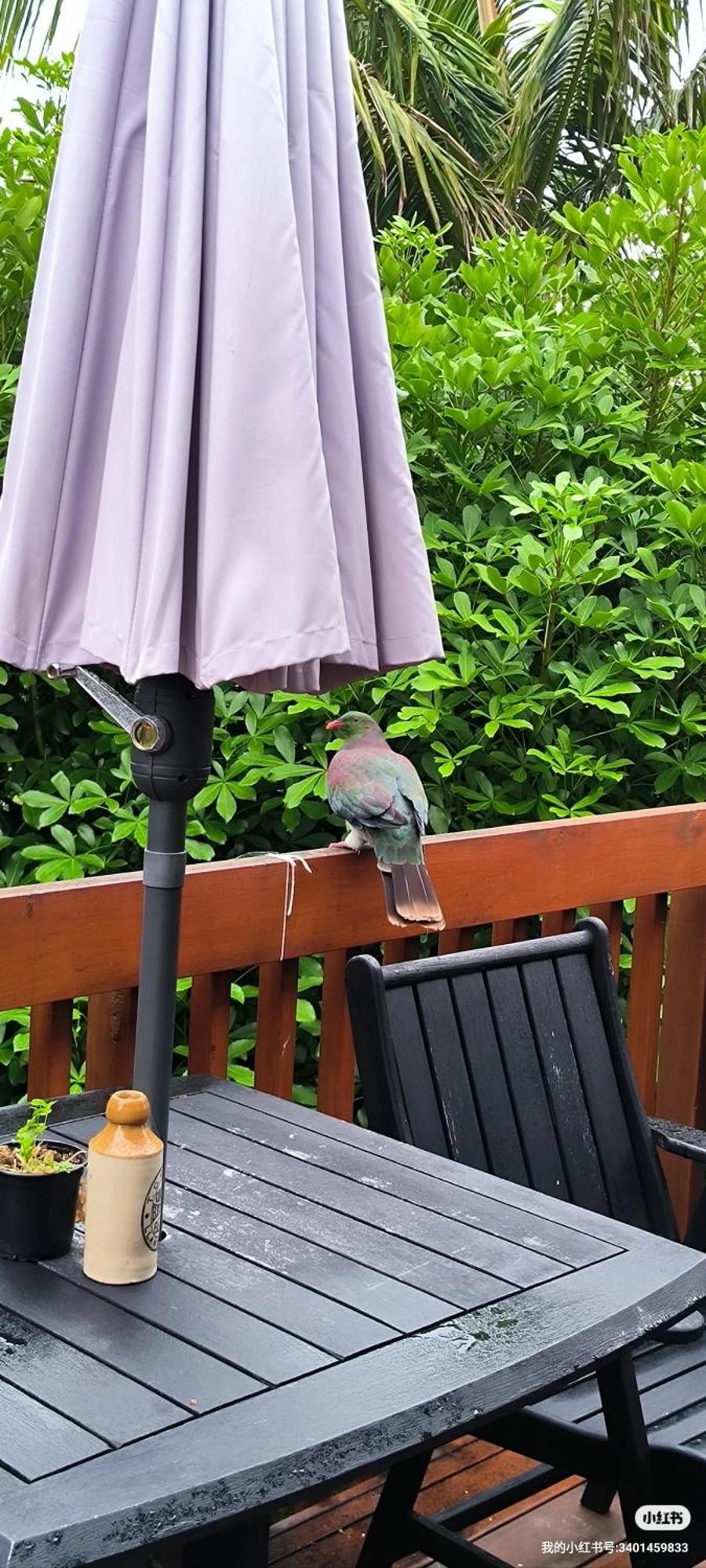 Birdsong Hideaway Two-bedroom In Browns Bay Homestay Auckland