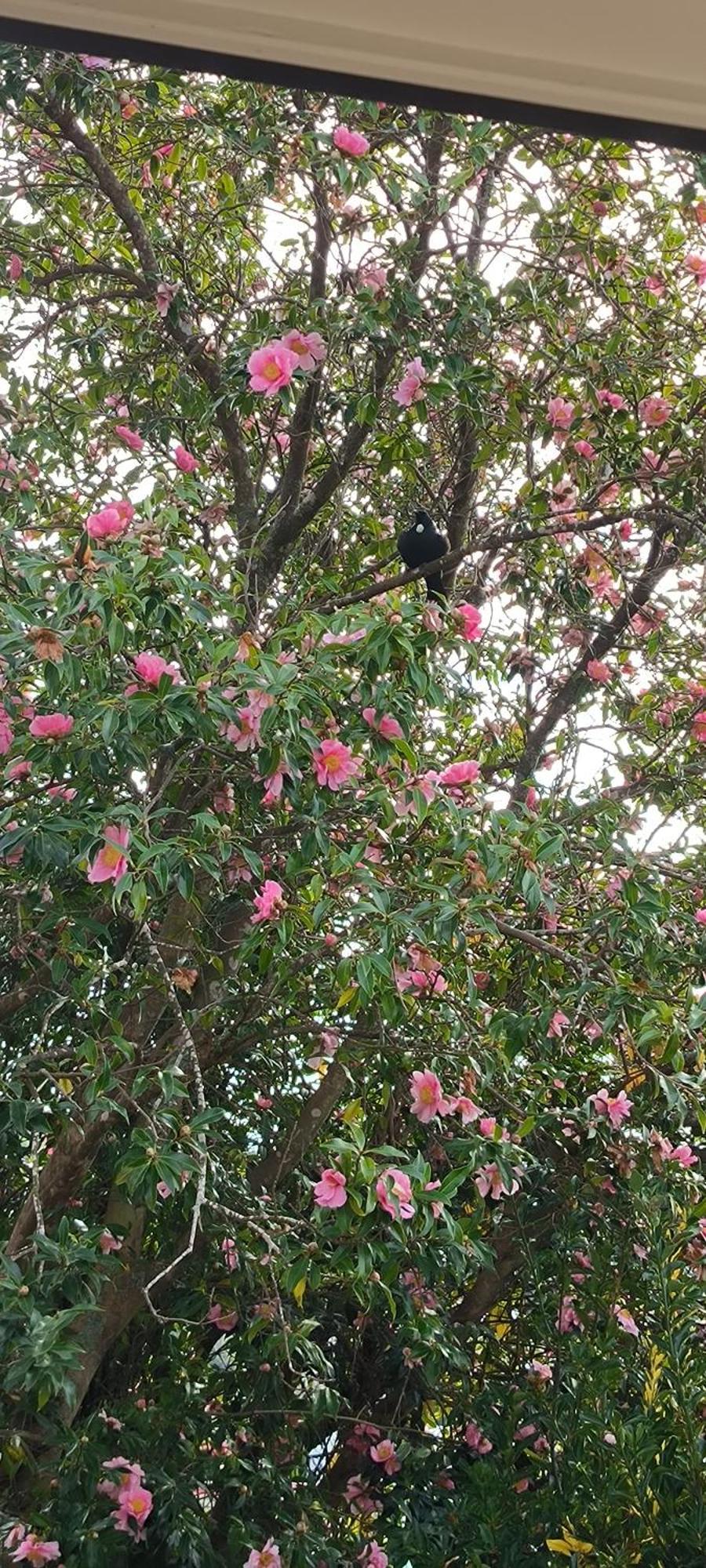 Birdsong Hideaway Two-bedroom In Browns Bay Auckland