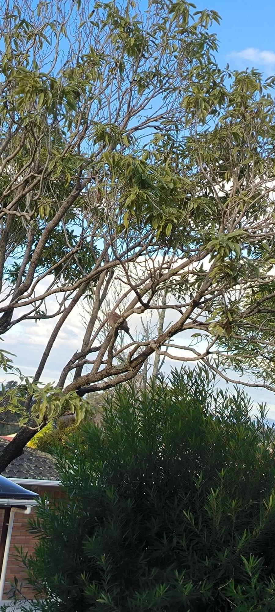 Homestay Birdsong Hideaway Two-bedroom In Browns Bay *