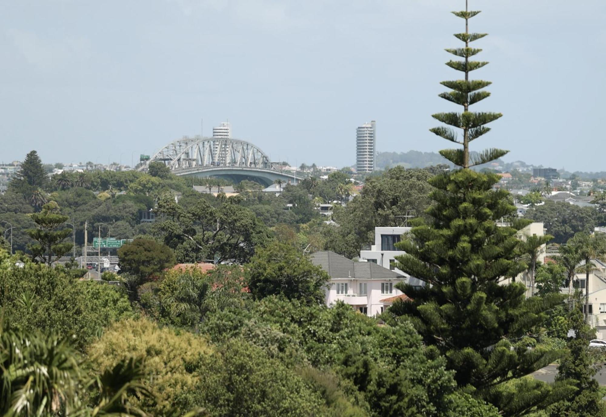 Tuis Nest Nz * Auckland