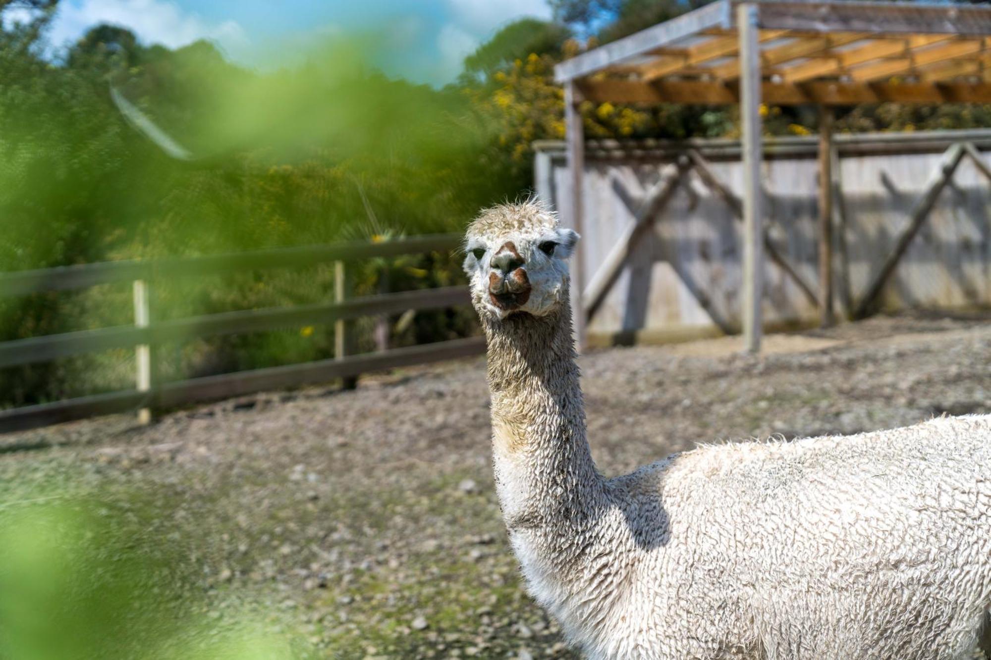 Alpaca Manor Homestay *