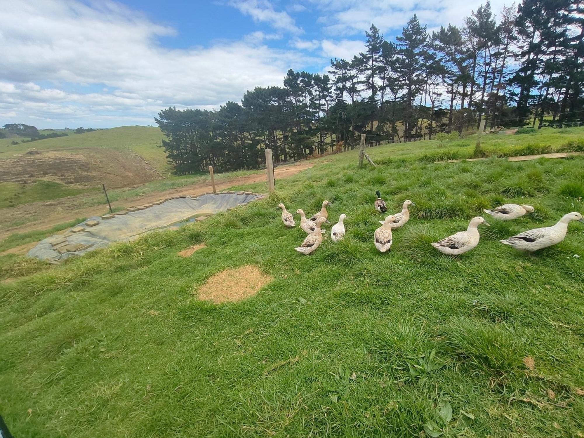 3 Auckland