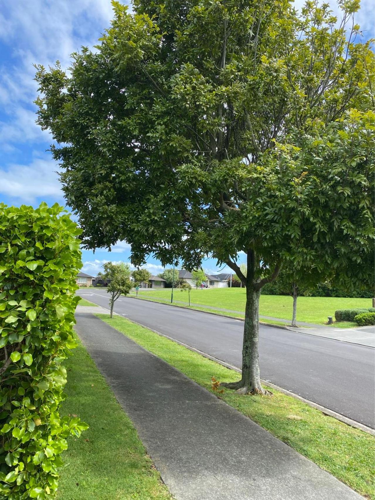 Sunny House Auckland