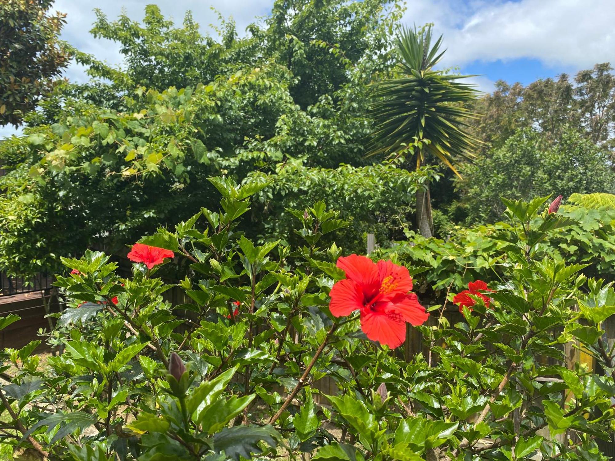Homestay Auckland Gq Howick Holiday Home Auckland