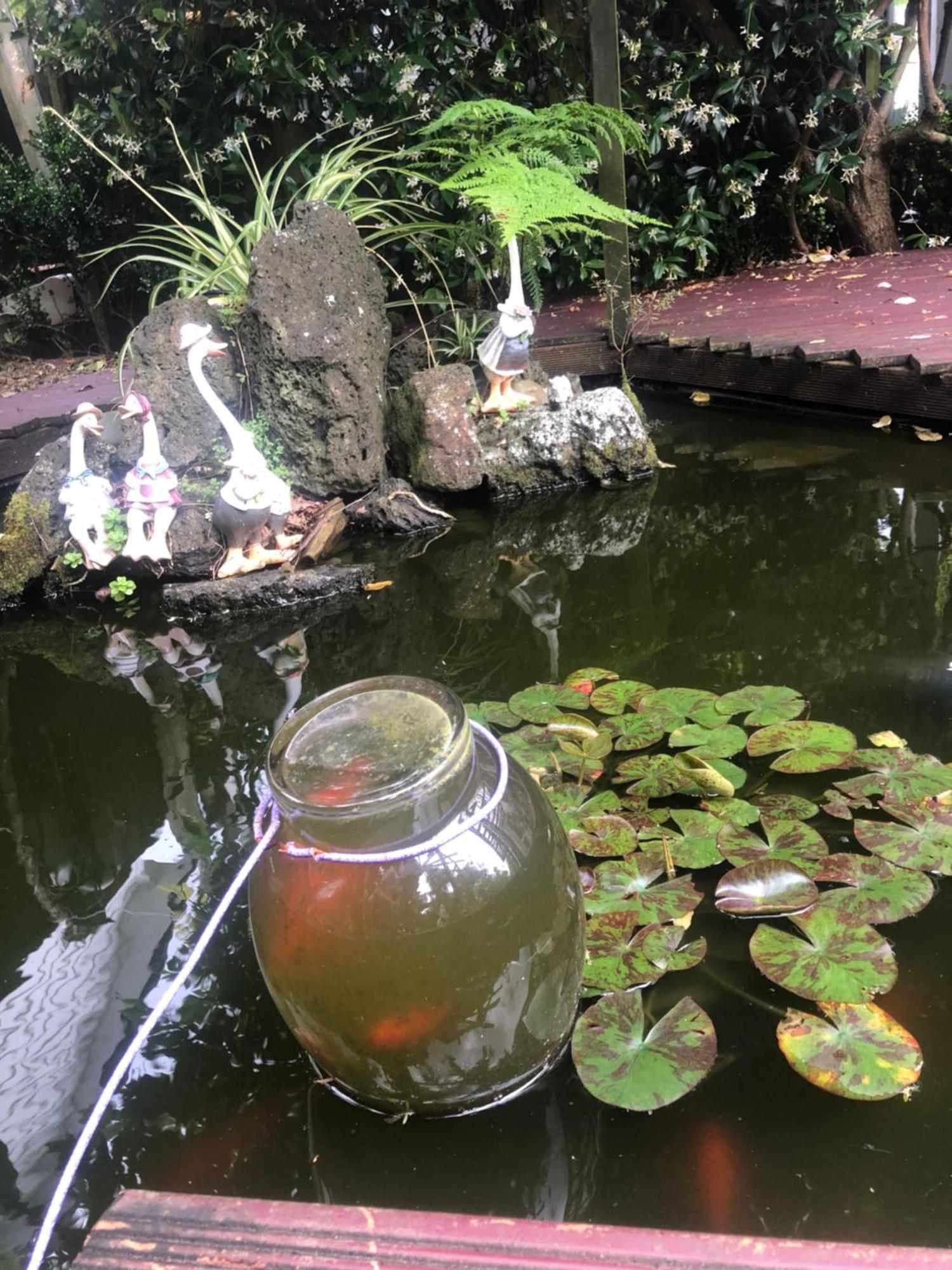 House Homestay Auckland