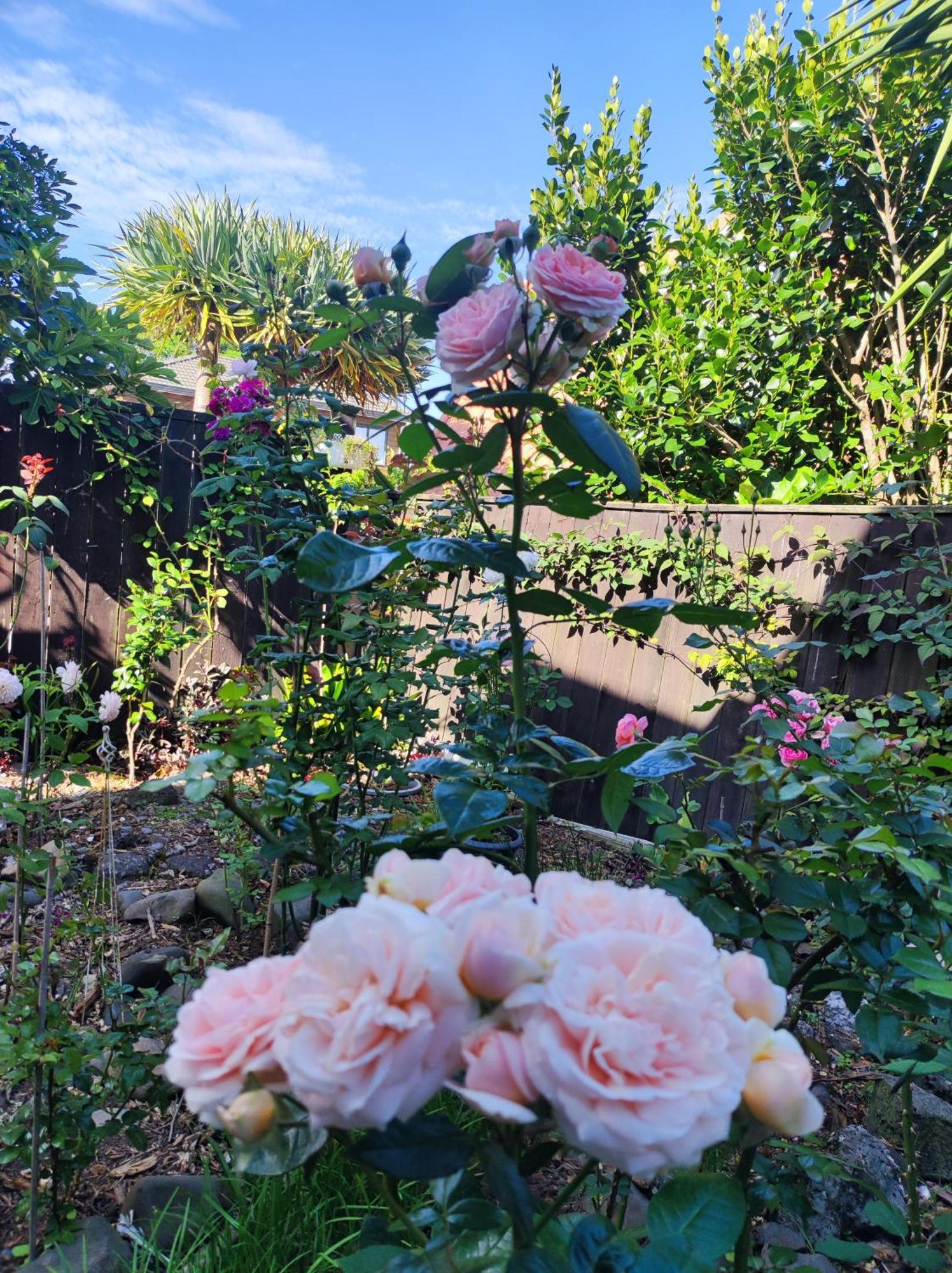 Rose House Guest house Auckland