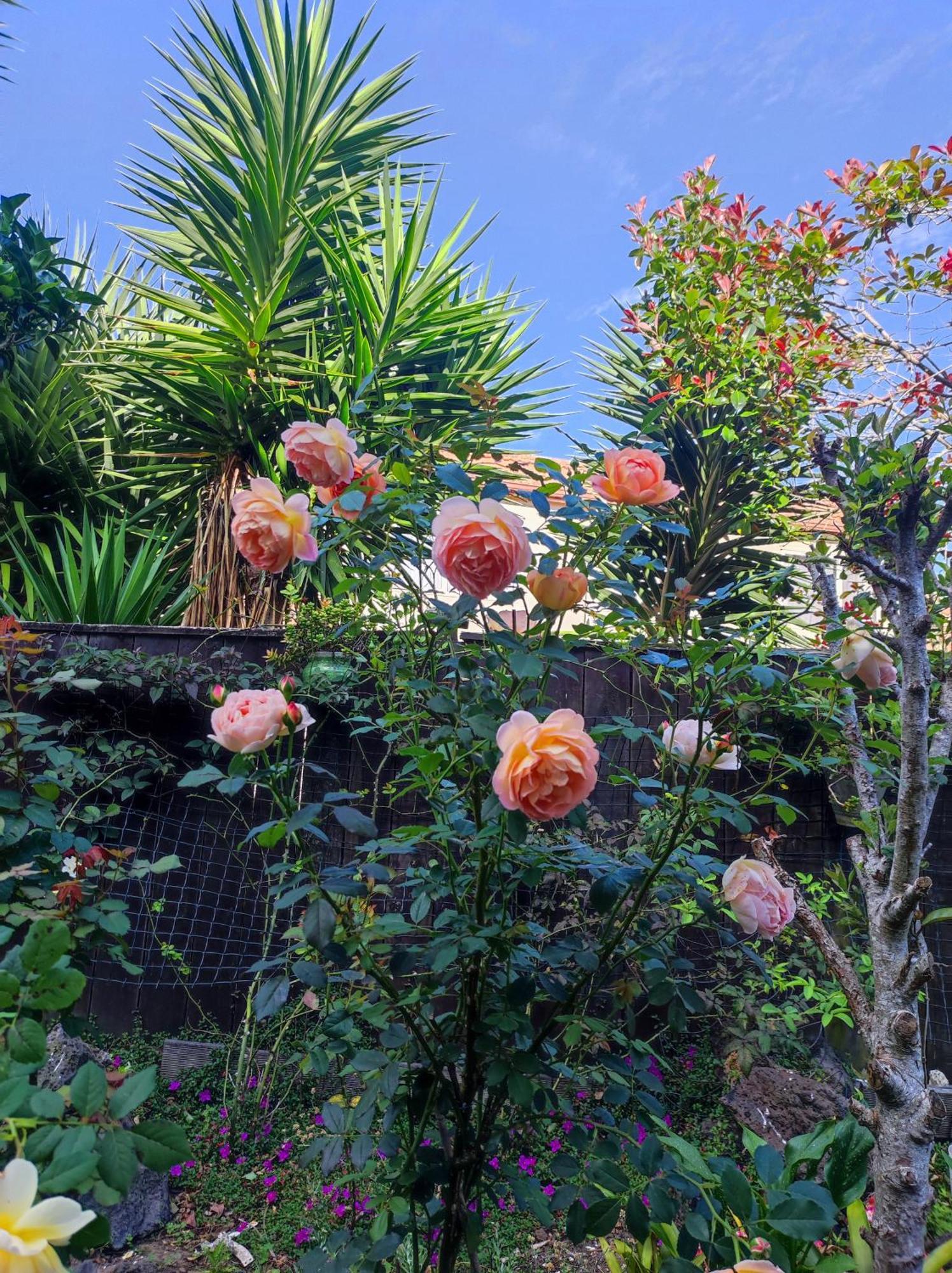 Guest house Rose House Auckland