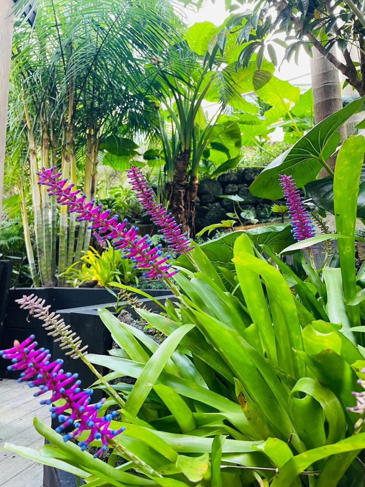 Romantic Retreat, Hot Tub, Glasshouse, Ensuite Auckland