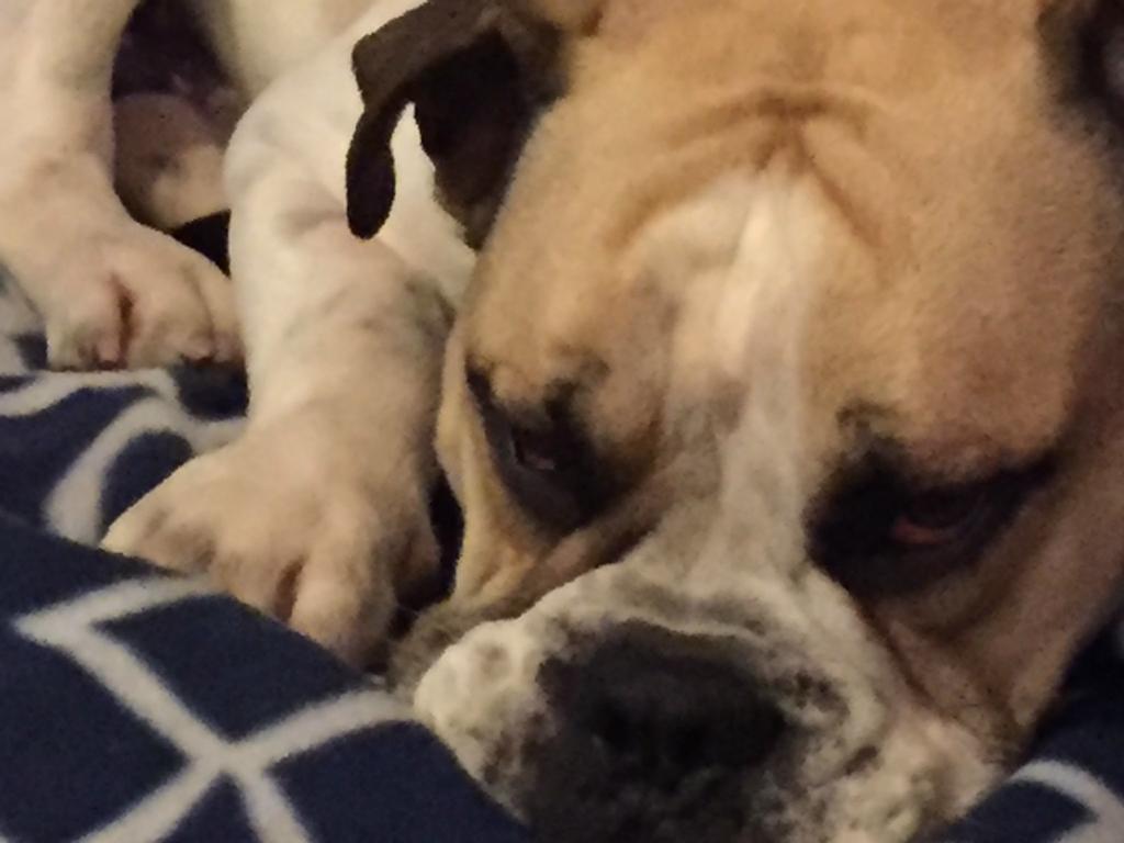 Homestay Cool Apartment, To Everything, Share With 2x Bulldogs