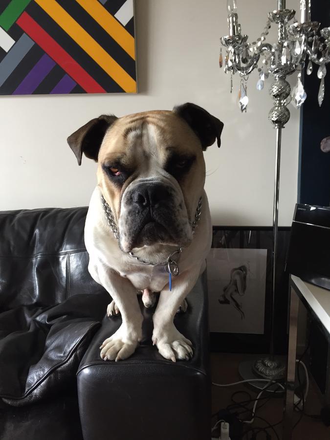 Cool Apartment, To Everything, Share With 2x Bulldogs Auckland