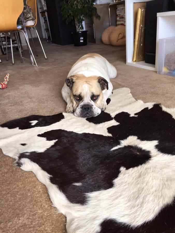 Cool Apartment, To Everything, Share With 2x Bulldogs * Auckland