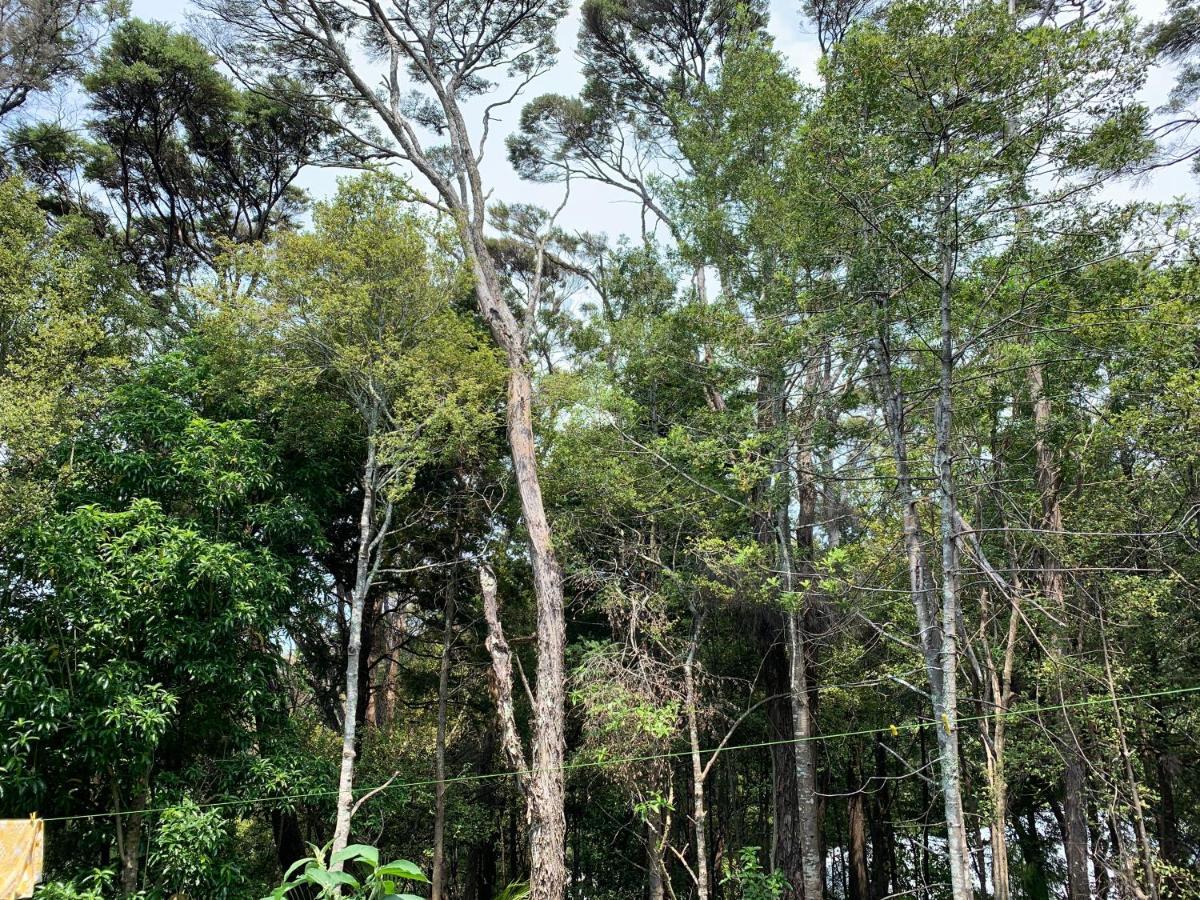 Bush Paradise Homestay Auckland
