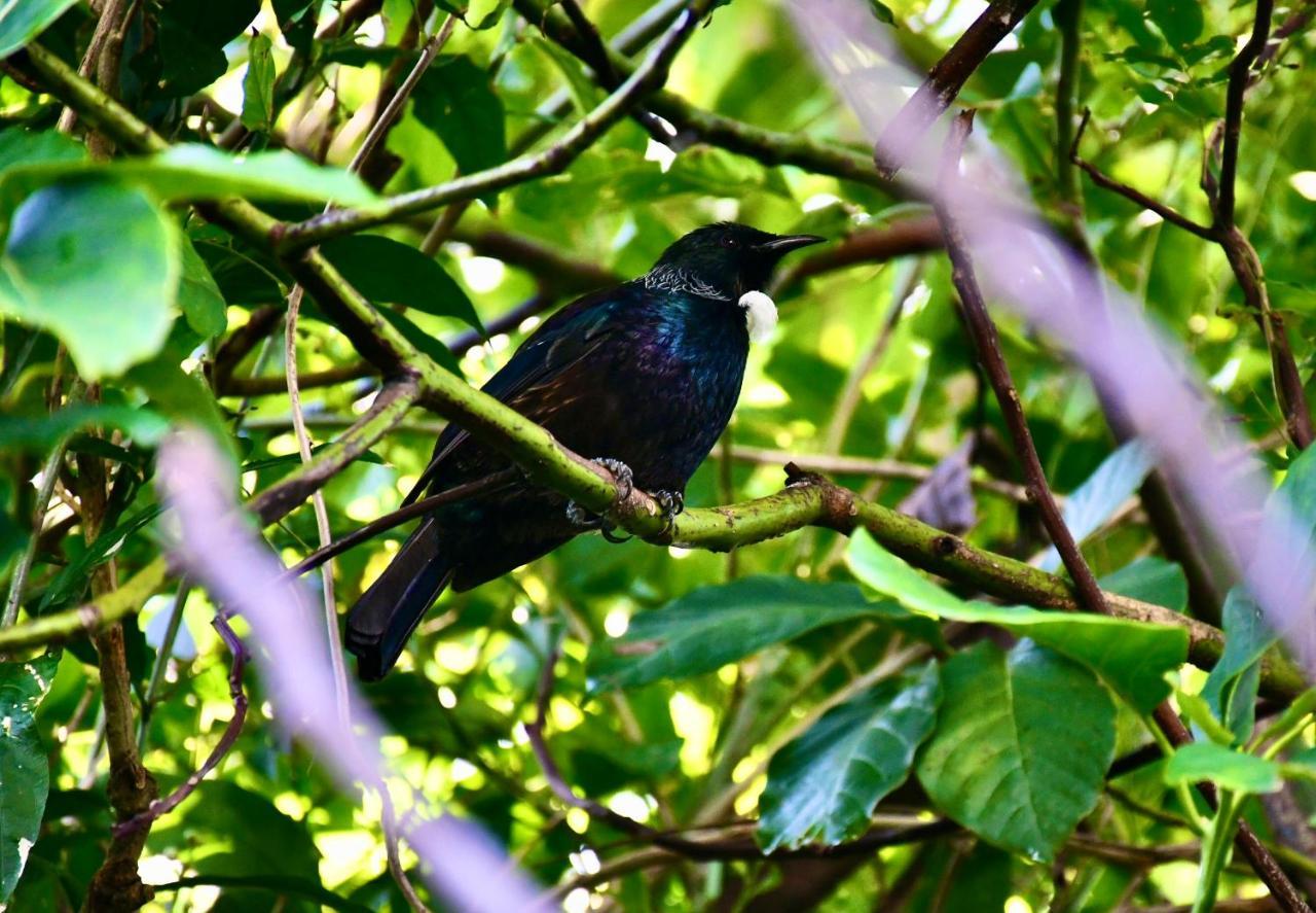 Birdsong Devonport Bed & Breakfast Auckland