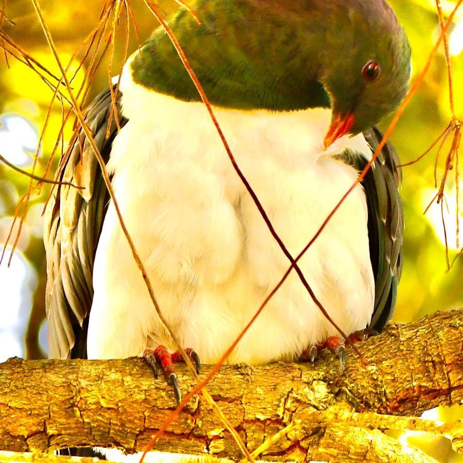 Birdsong Devonport Acomodação com café da manhã 