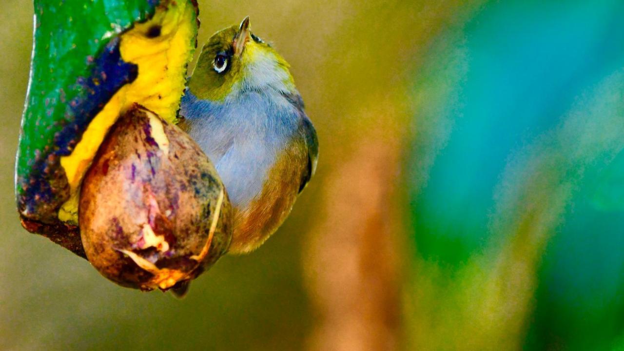 Birdsong Devonport * Auckland