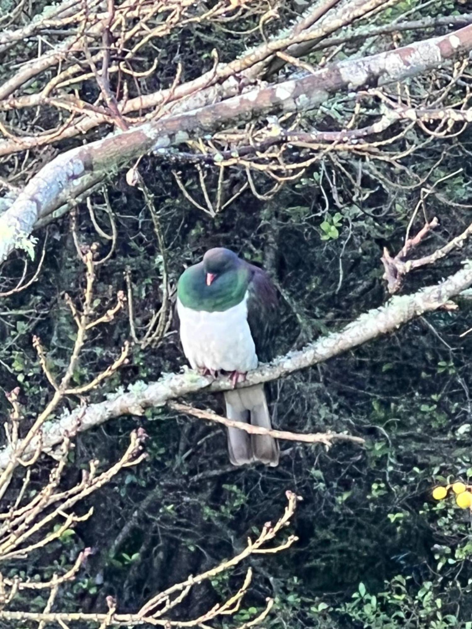 Bed & Breakfast Quail Auckland