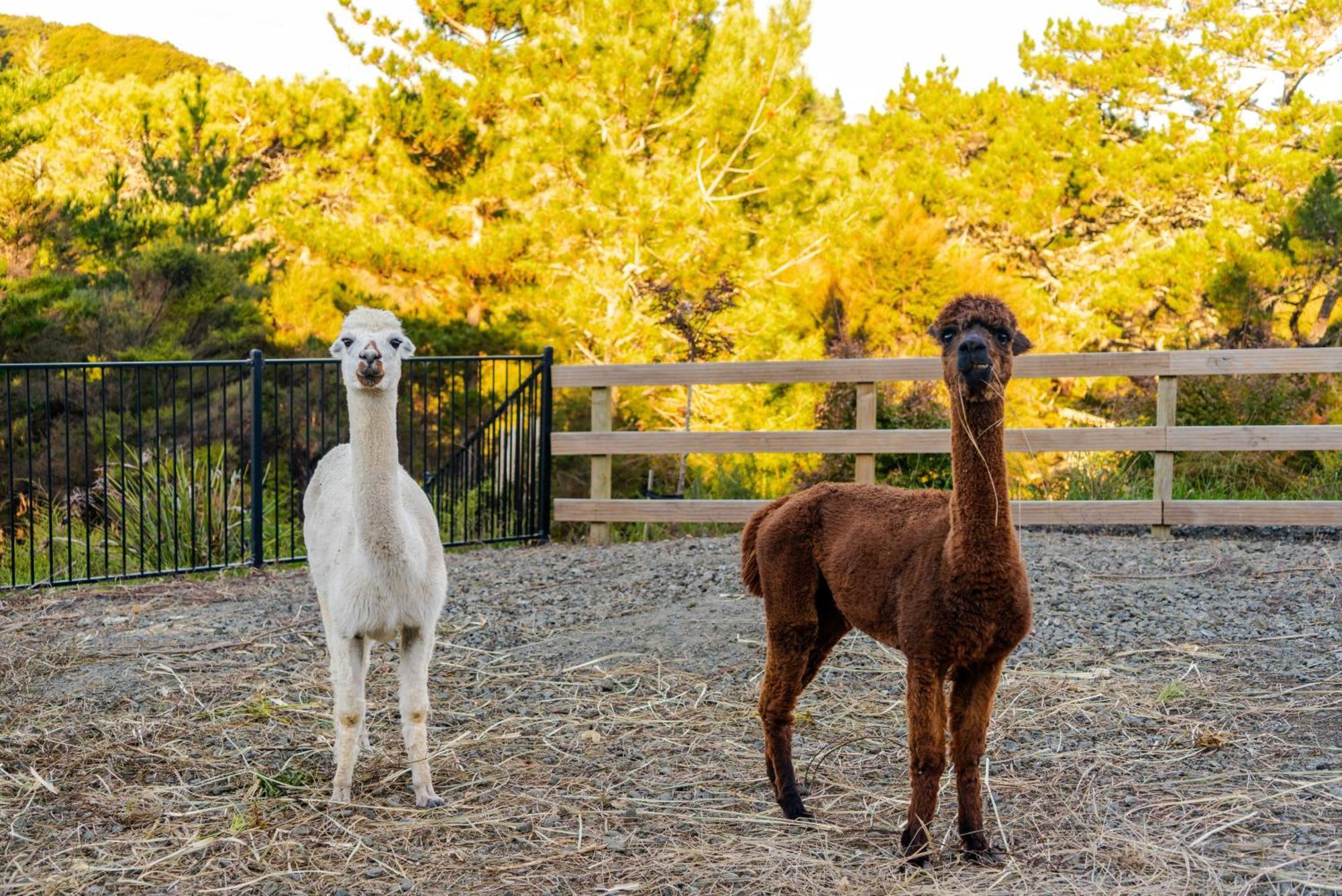 Alpaca Manor Homestay *