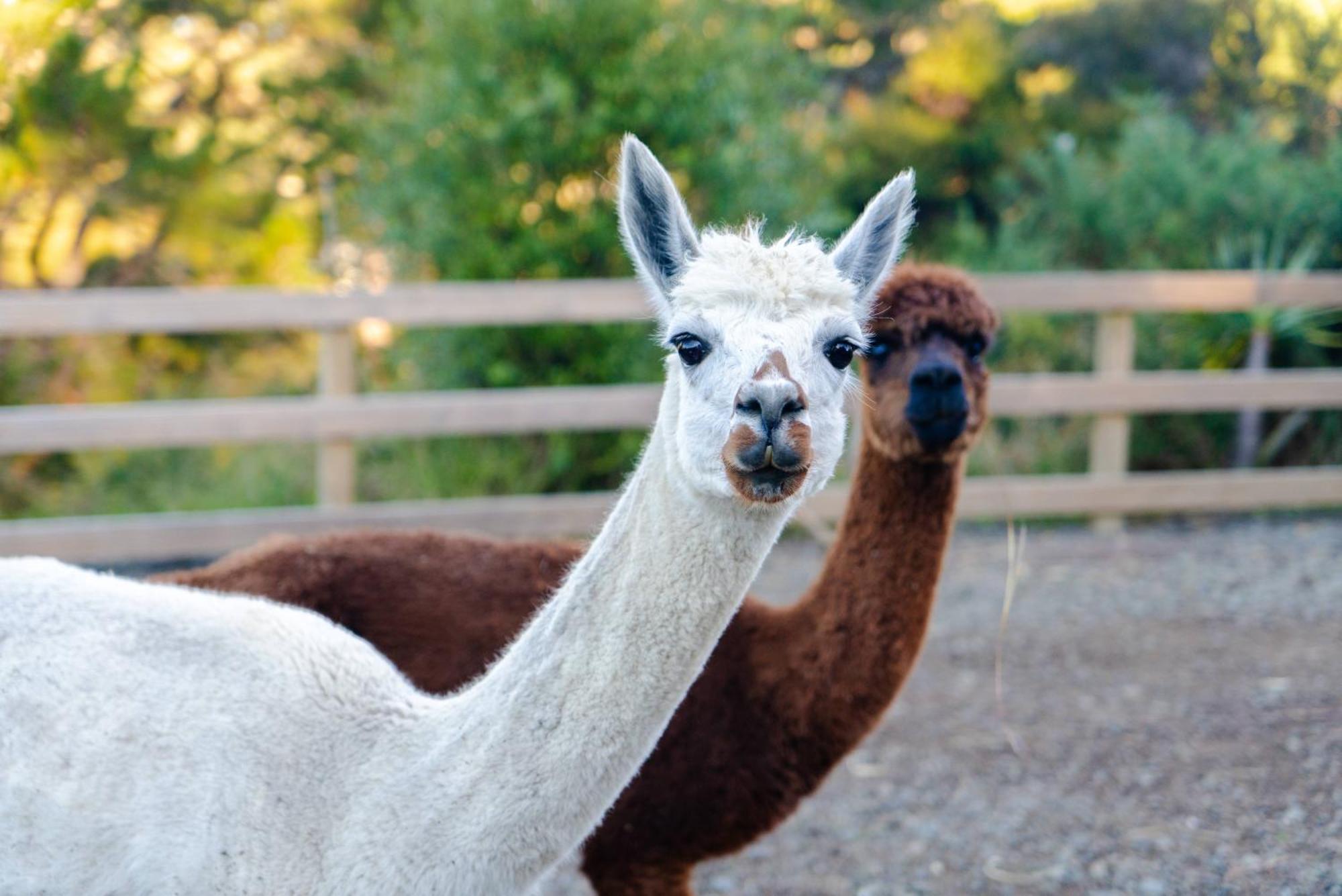 Alpaca Manor Homestay Auckland