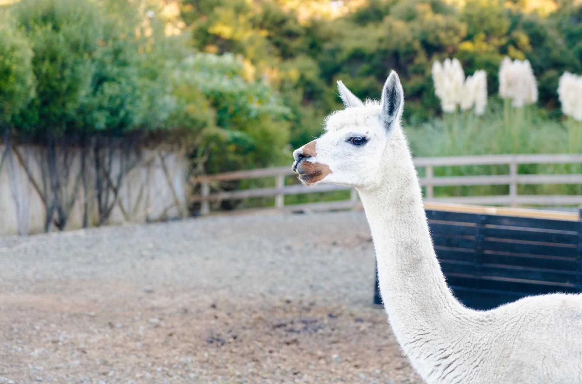 Alpaca Manor *