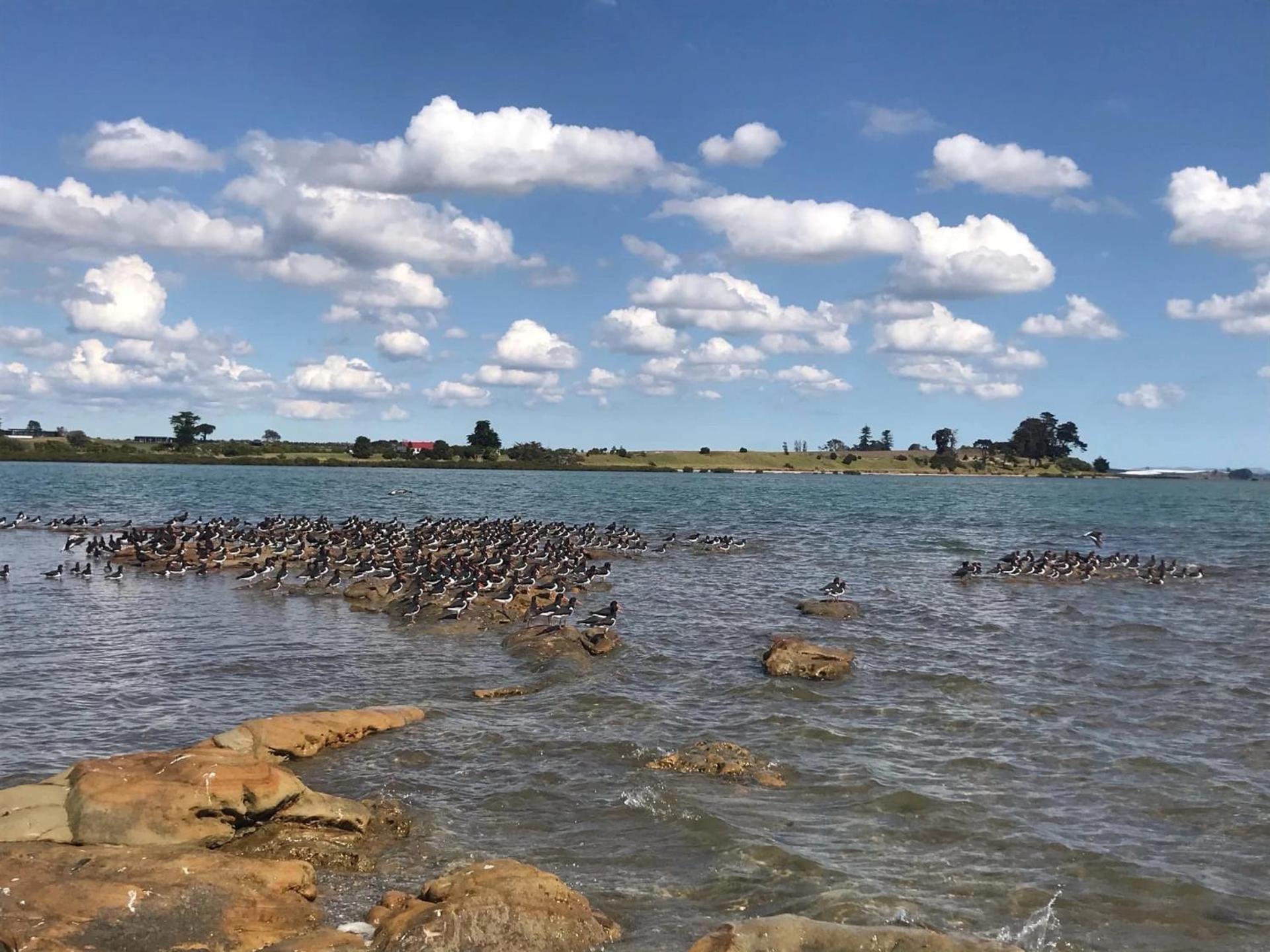Weymouth Oasis Auckland