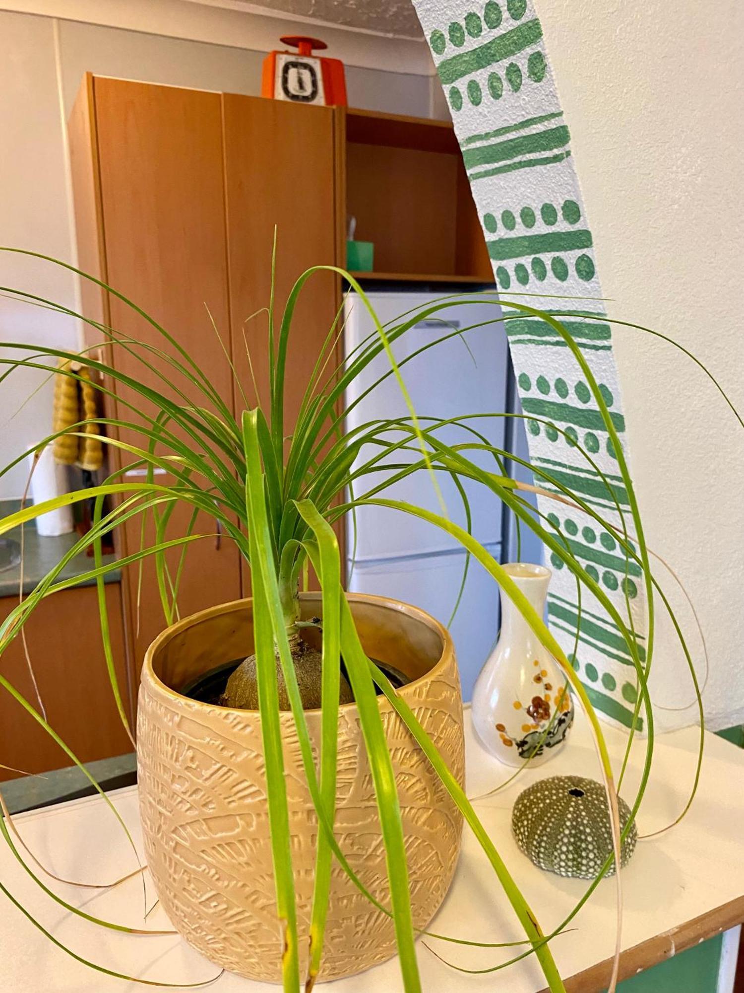 Mangere Bridge Gem Apartment *