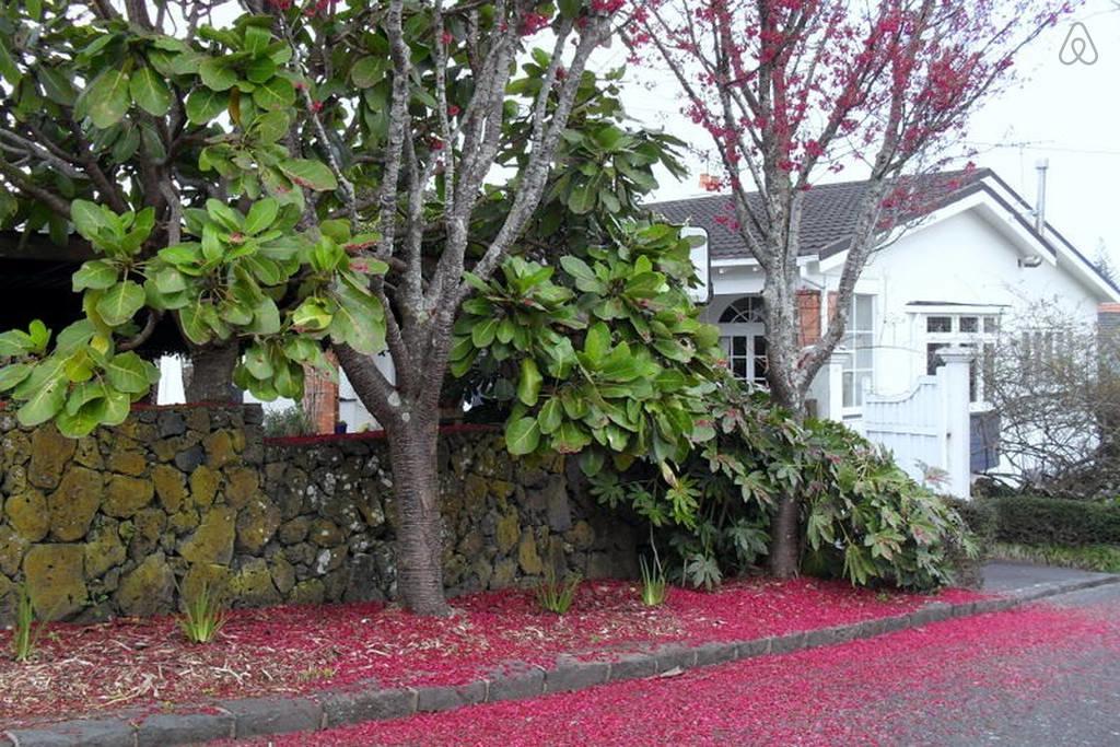 Wisteria Studio