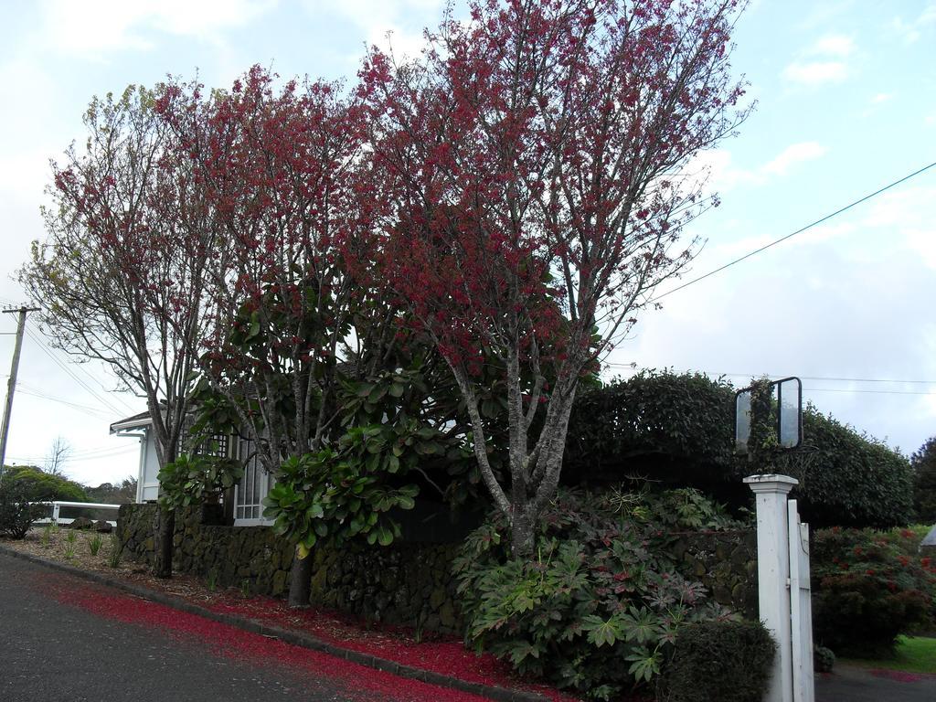 Wisteria Studio