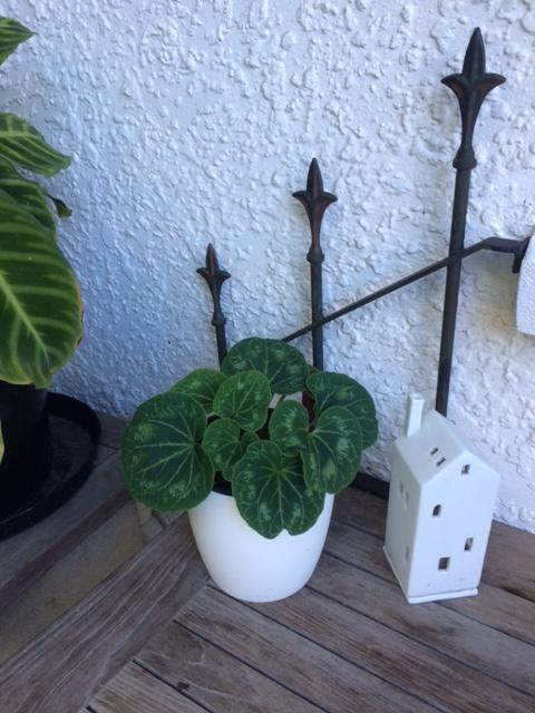 Tui Studio Guest house Auckland