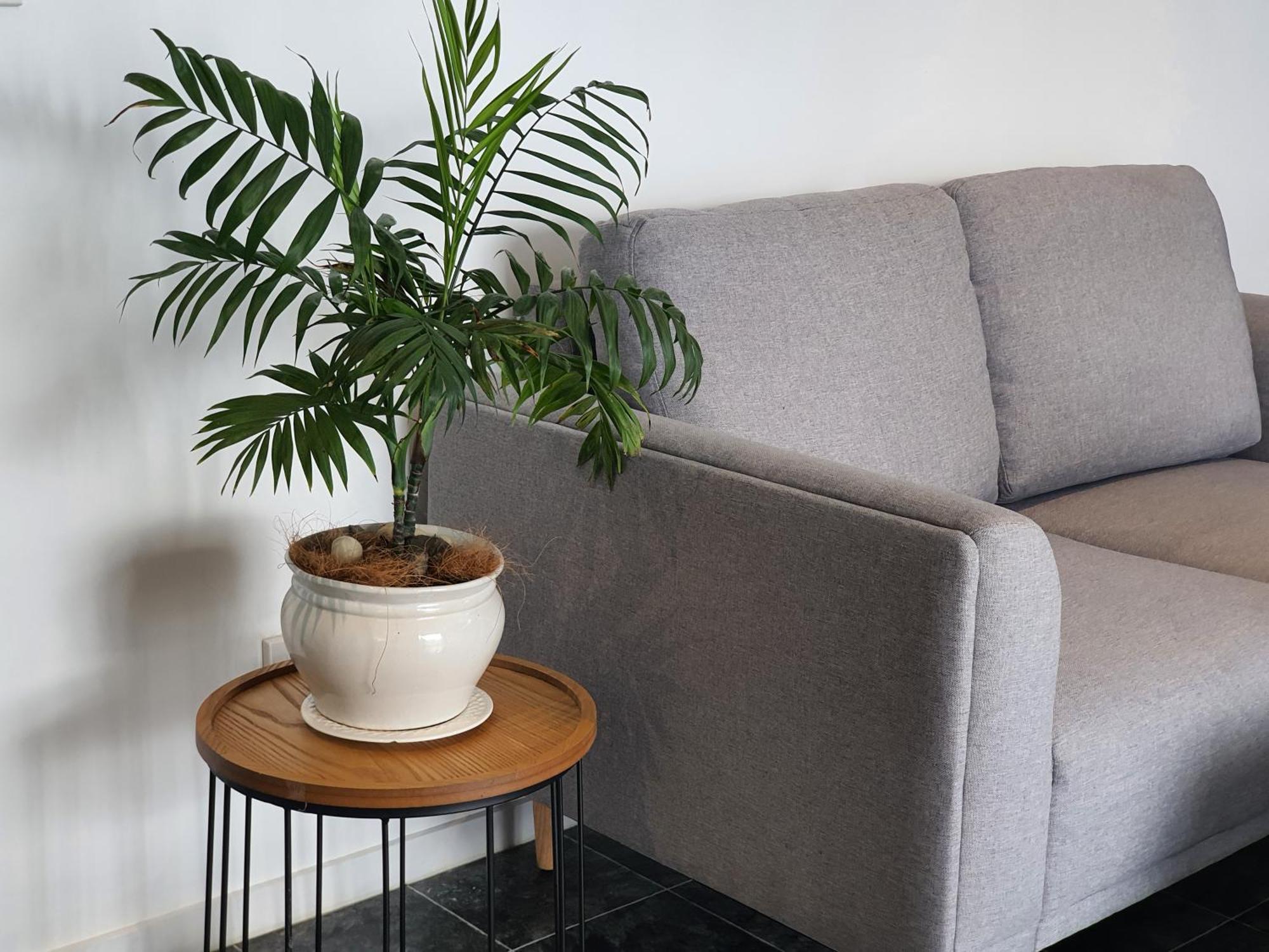 Alice House 3* Auckland